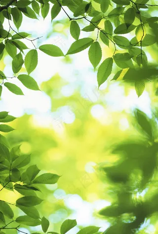 美丽绿色清新背景图片