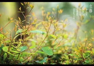 立春图片