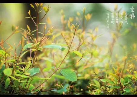 立春图片 立春图片