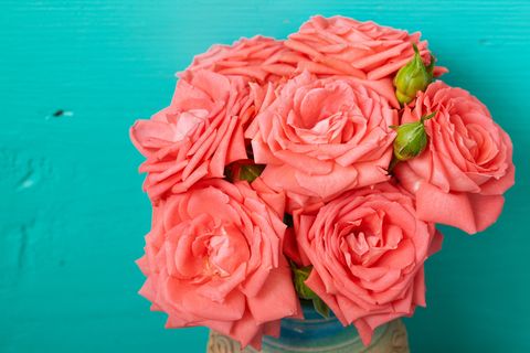 粉色玫瑰花静物设计素材