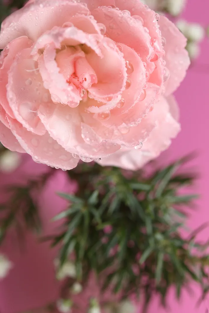 粉色玫瑰花静物设计素材