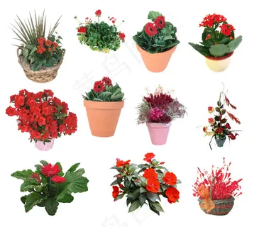 12款植物盆景psd素材