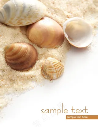 海滩 沙子 贝壳图片