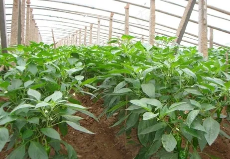 大棚中辣椒图片