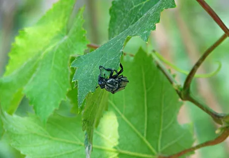 昆虫特写图片 昆虫特写图片
