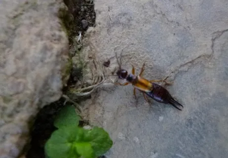 小夹虫图片 小夹虫图片