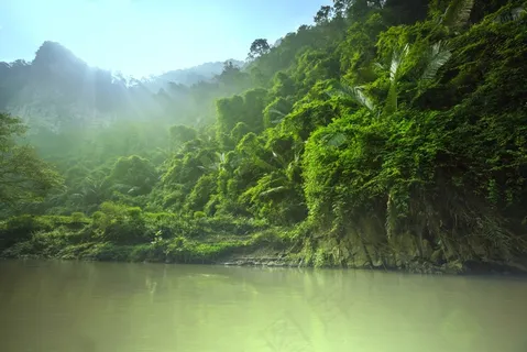 热带雨林图片 热带雨林图片