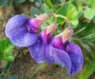 海滩上的小花图片