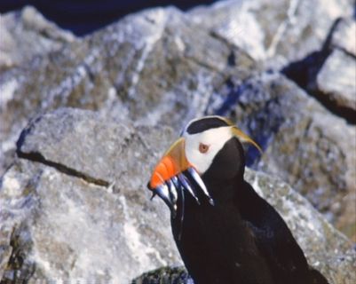 动态鸟素材下载