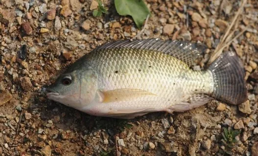 罗非鱼图片 罗非鱼图片