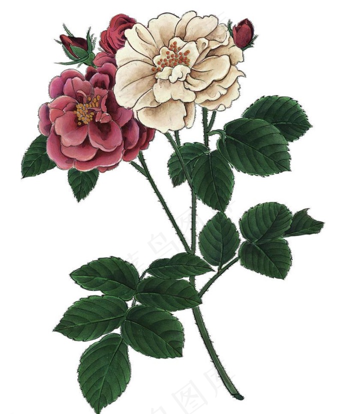 手绘玫瑰 调灰图片