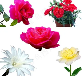 各种鲜花特写图片