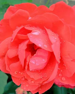 月季花图片 月季花图片