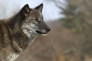 野生狼图片
