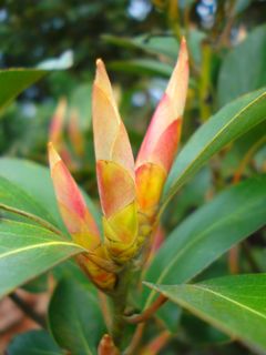 叶芽图片 叶芽图片