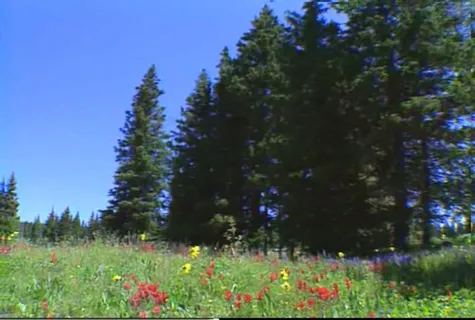 美丽妖娆的花朵素材下载