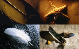 精美羽毛与海星高清图片