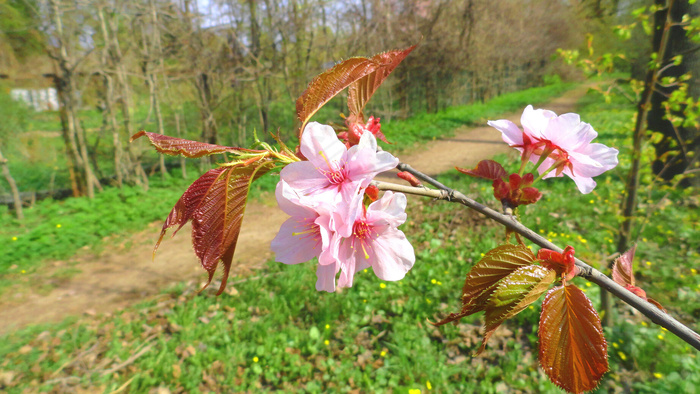 美丽樱花摄影图片