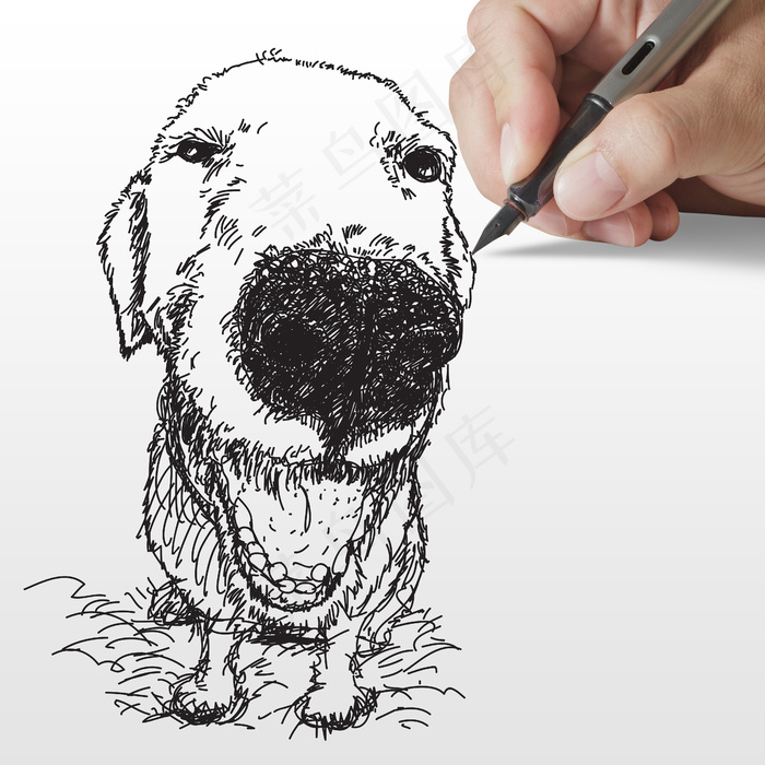 金毛巡回猎犬