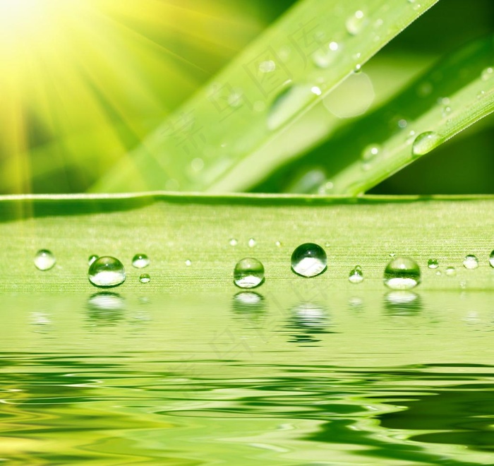 绿叶与水珠图片