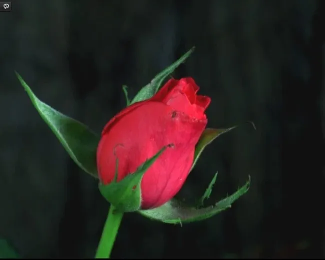 美丽花开