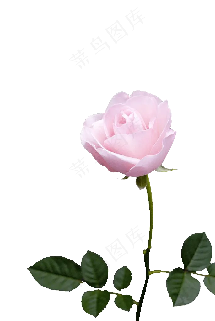 桃花樱花玫瑰花唯美花瓣素材