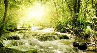 阳光照耀的森林河流图片