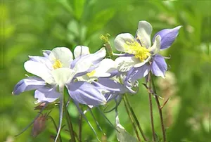 美丽妖娆的花朵模板下载