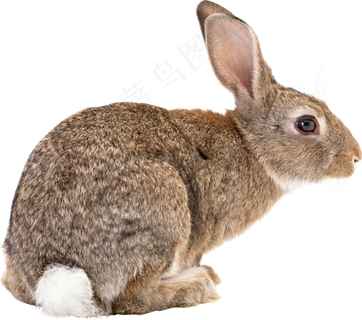 垂耳兔子实拍动物png图片素材