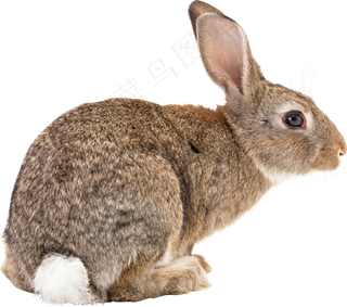垂耳兔子实拍动物png图片素材