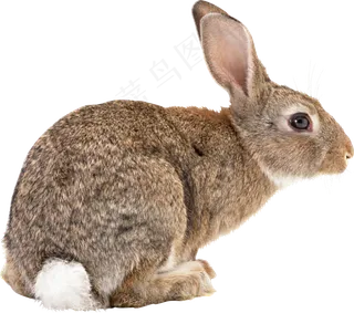 垂耳兔子实拍动物png图片素材