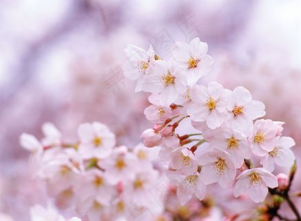 樱花摄影图片 樱花摄影图片