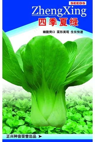 菜种包装设计图片