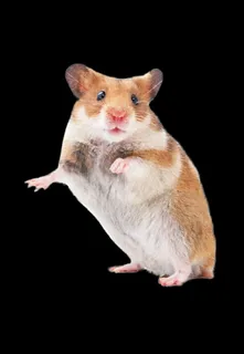 老鼠免抠素材PSD分层