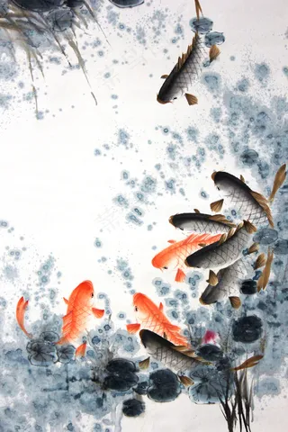 鲤鱼图片