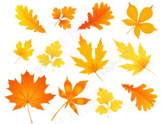 树叶背景矢量素材