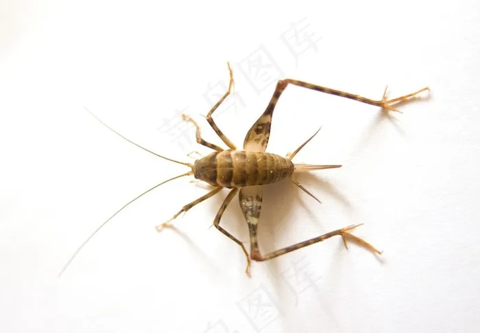 蟋蟀图片