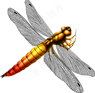 免抠png图片ps素材蜻蜓