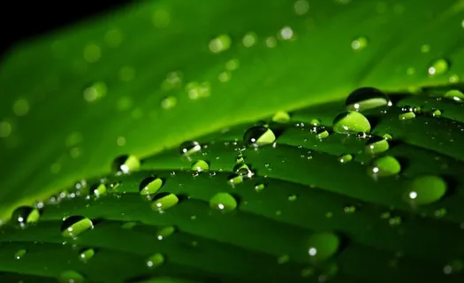 树叶上的水珠图片 树叶上的水珠图片