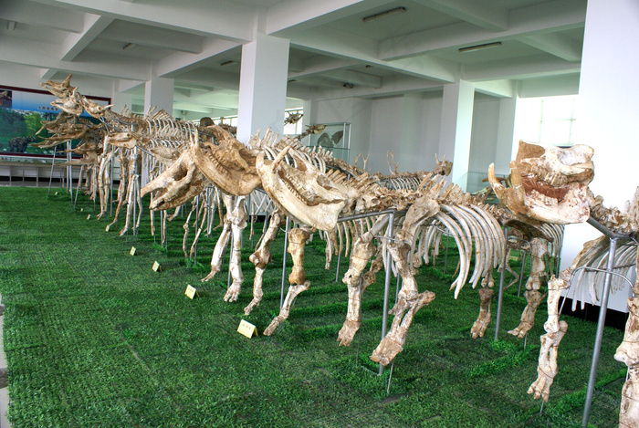 生物化石图片