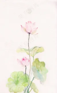 手绘水彩荷花 手绘水彩荷花