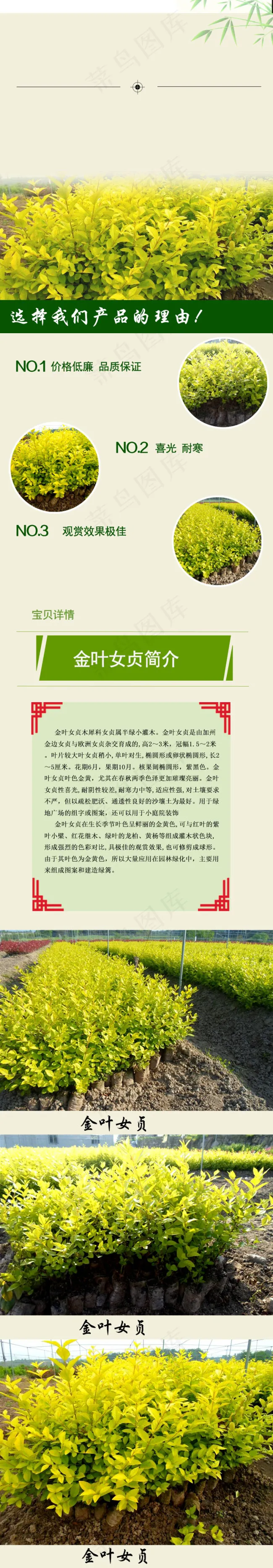 金叶女贞详情页psd模版下载