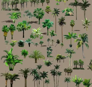 绿化景观树图片