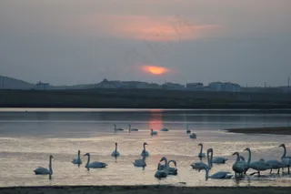 天鹅湖日出图片