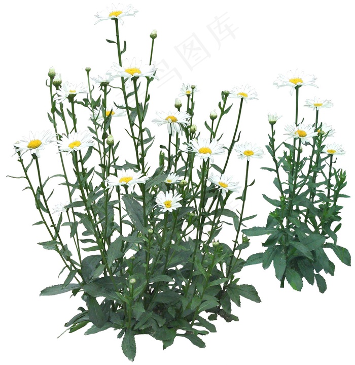 高清免抠植物木春菊