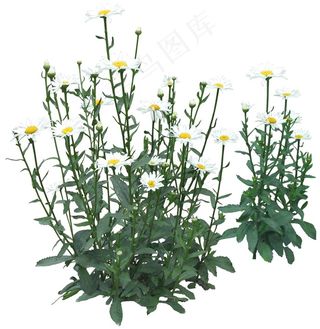 高清免抠植物木春菊