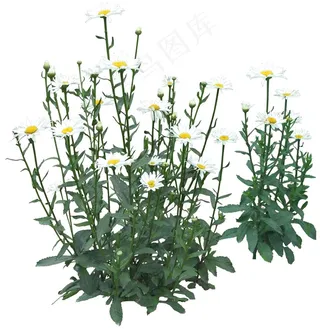 高清免抠植物木春菊