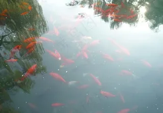 大明湖 金鱼图片