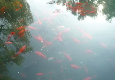 大明湖 金鱼图片 大明湖 金鱼图片