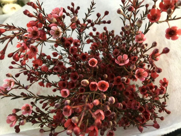 高清腊梅花图